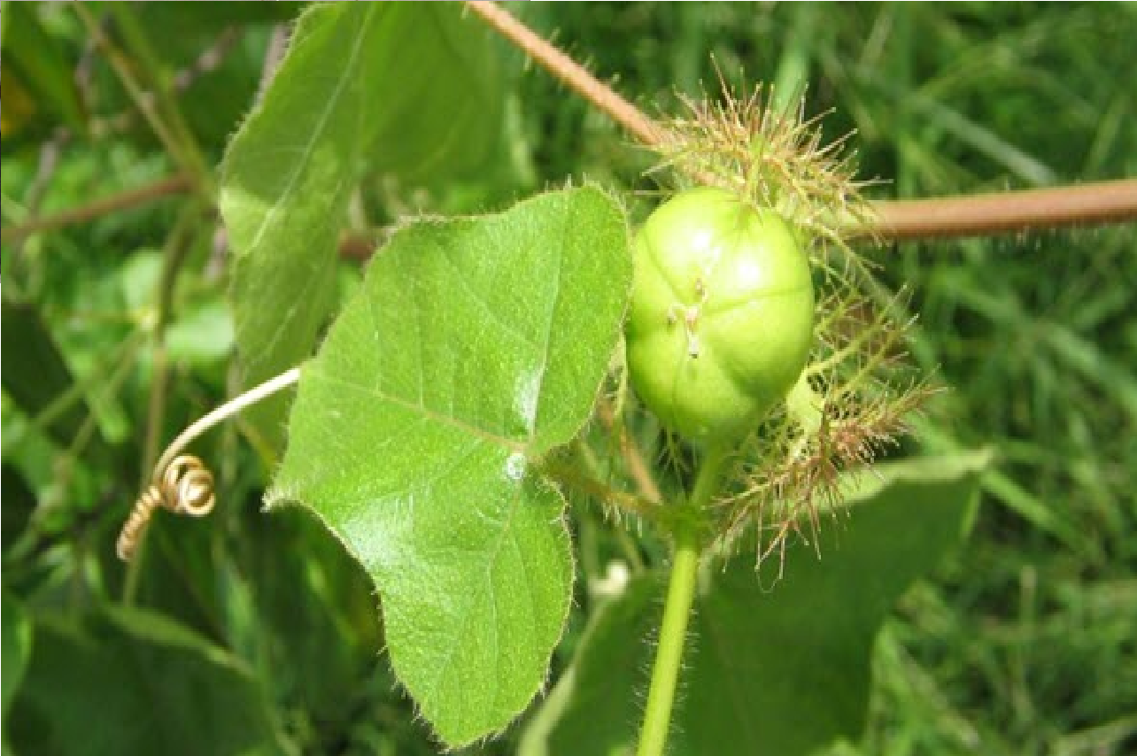 21 Manfaat Pokok Letup-Letup Yang Tidak Ramai Orang Tahu 