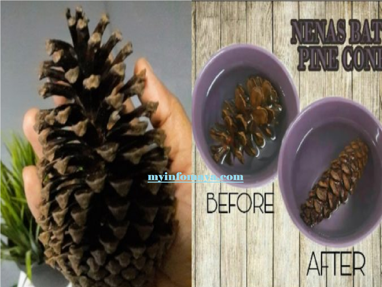 Nenas Batu Dikatakan Mampu Menjadikan Ibu Ibu Mantap Semula Macam Anak Dara My Info Maya Nenas Batu Dikatakan Mampu Menjadikan Ibu Ibu Mantap Semula Macam Anak Dara My Info Maya